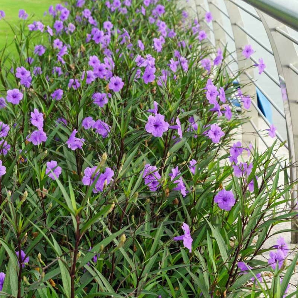 10+ extras free! Mexican Petunia Tall - Ruellia live bare rooted plants!  Hardy! - Picture 3 of 6